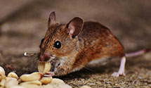 24 Hour & Emergency Exterminators in Packanack Lk, NJ